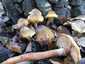 Gyűrűs tuskógomba (Armillaria mellea), Budai-hegység. November végéig nő